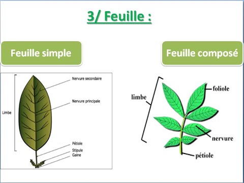 règne végétal > feuille > structure d'une feuille image