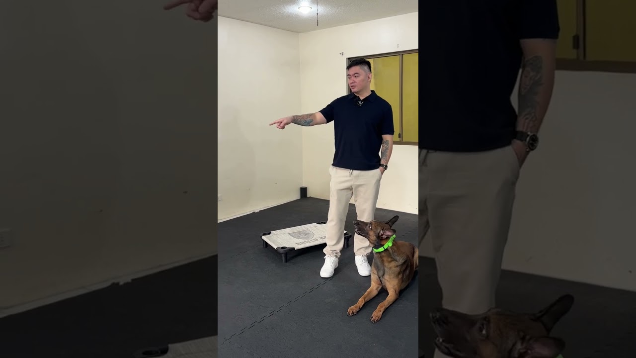 Potty Training Tips For Puppies & Adult Dogs!