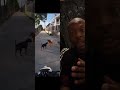 Spike bite patrol #dogs #fight #real #funny #shorts