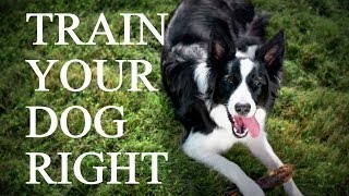 How to Train Your Dog  Setting Your Dog Up To Succeed