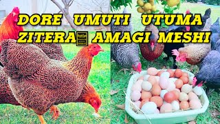 Kora Iyi Vitamin Ituma Zitera Amagi Meshi Mumisi Mike Yinkoko