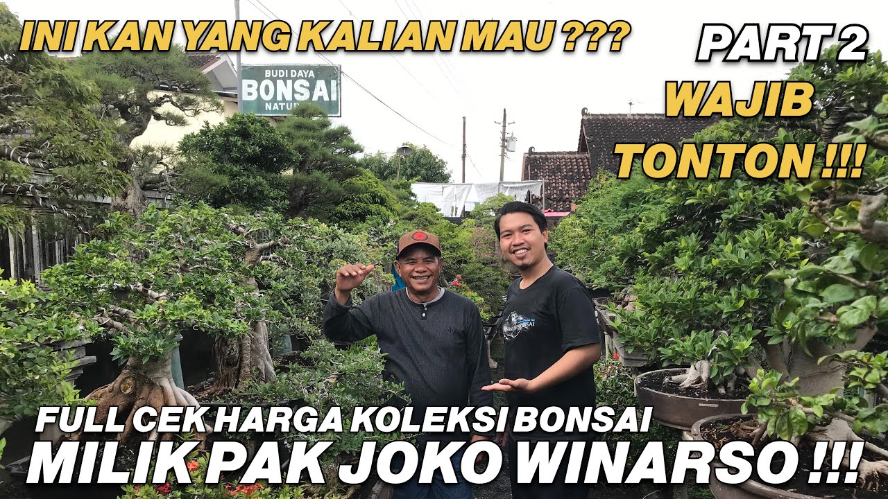 Cek Harga Bonsai Milik Bapak Joko Winarso