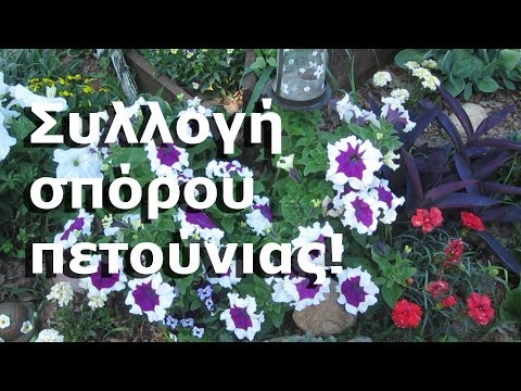 Βίντεο: Κλάδεμα γερανιών - Πώς να τσιμπήσετε τα γεράνια για καλύτερη ανάπτυξη