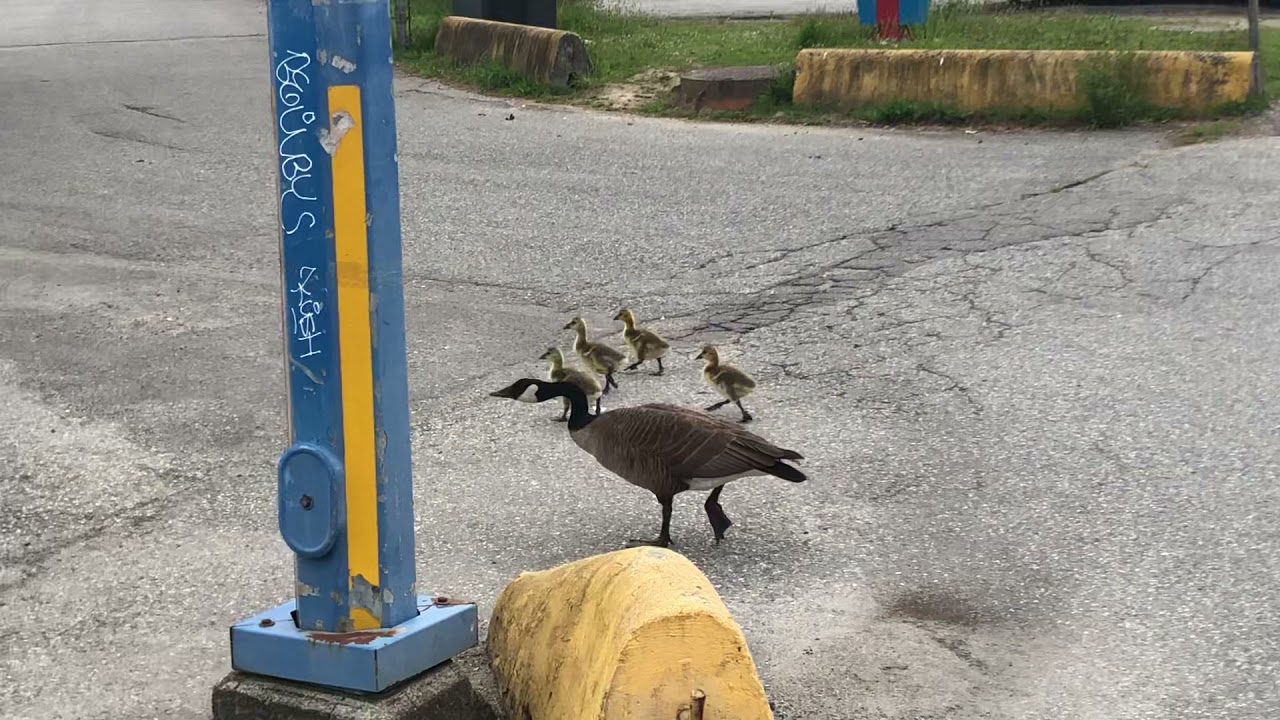 canada goose kinbrook vest