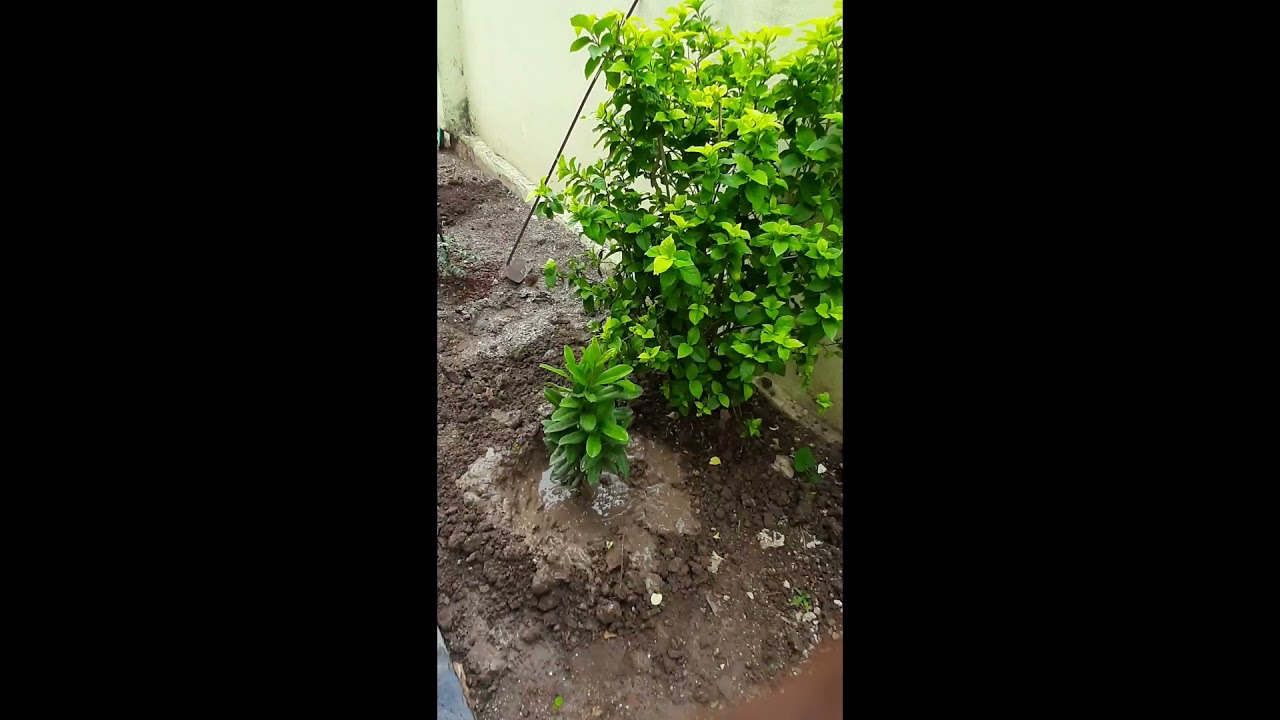 planting and explaining plants in kannada YouTube