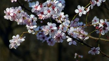 تلاوه هادئه وجميله للقارئ عبد الرحمن بارزيق