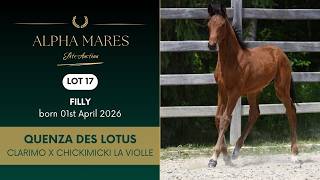 Lot 17 - Alpha Mares Auction - Elite Foals