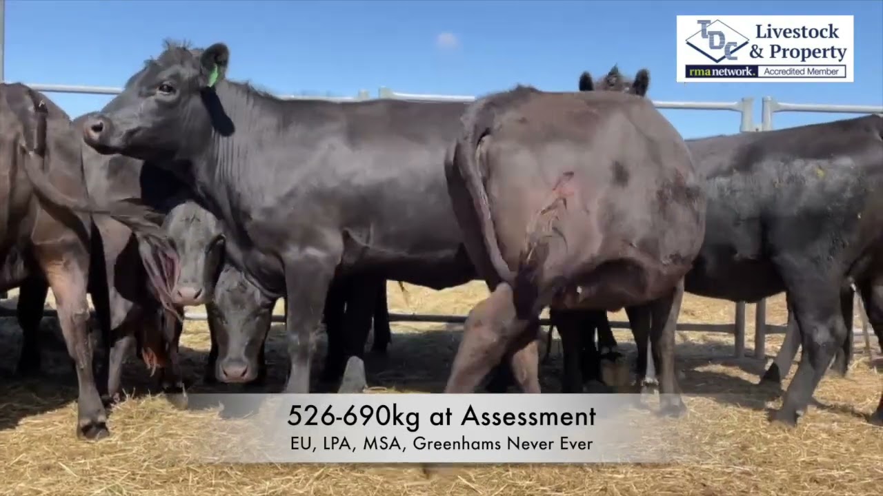 POLTALLOCH 17   HD 720p