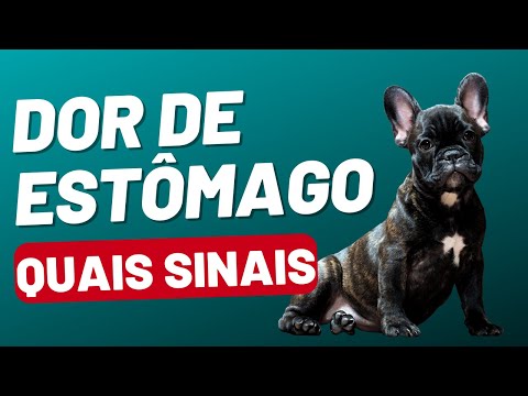 Vídeo: 8 remédios caseiros fáceis para o estômago de um cão chateado