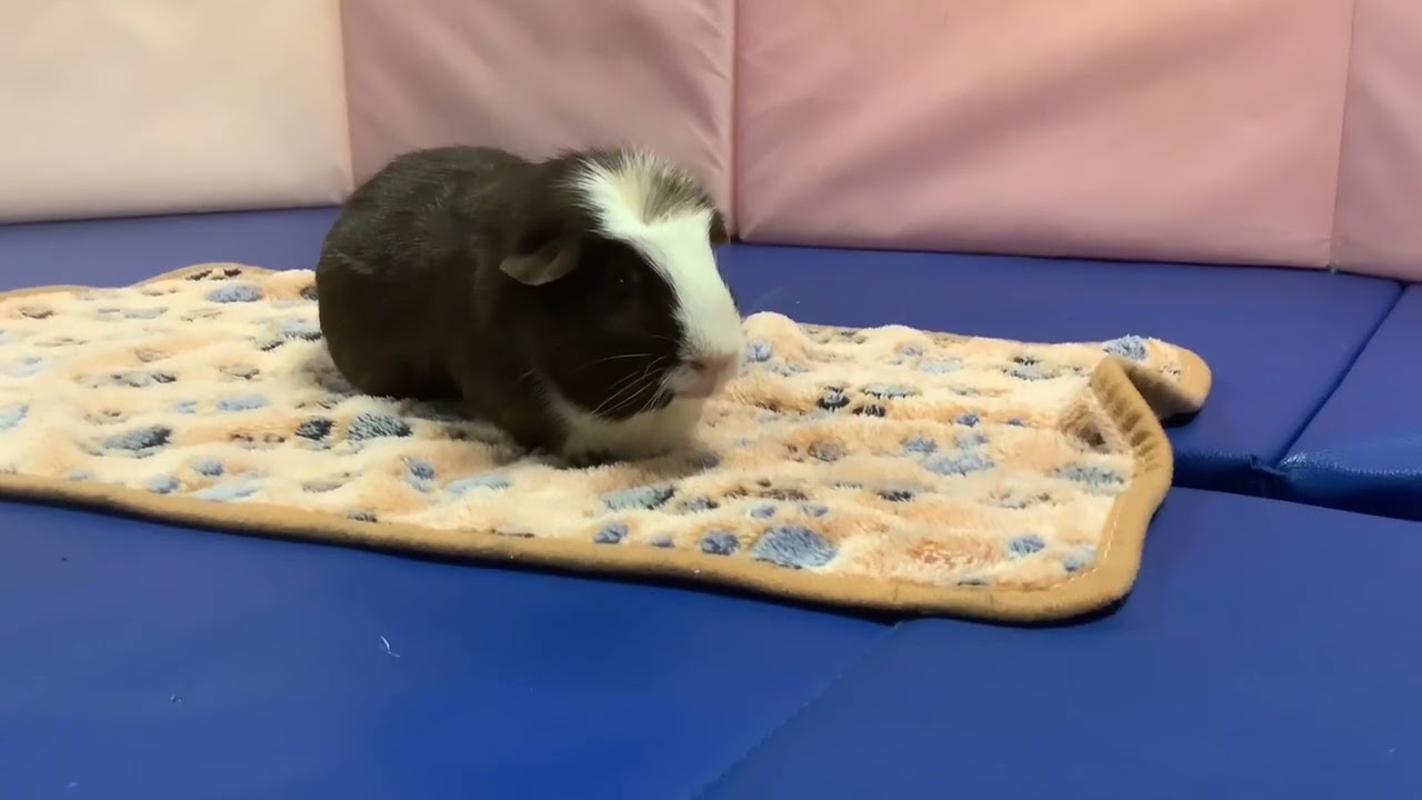 The story of job with guinea pigs!!! YouTube
