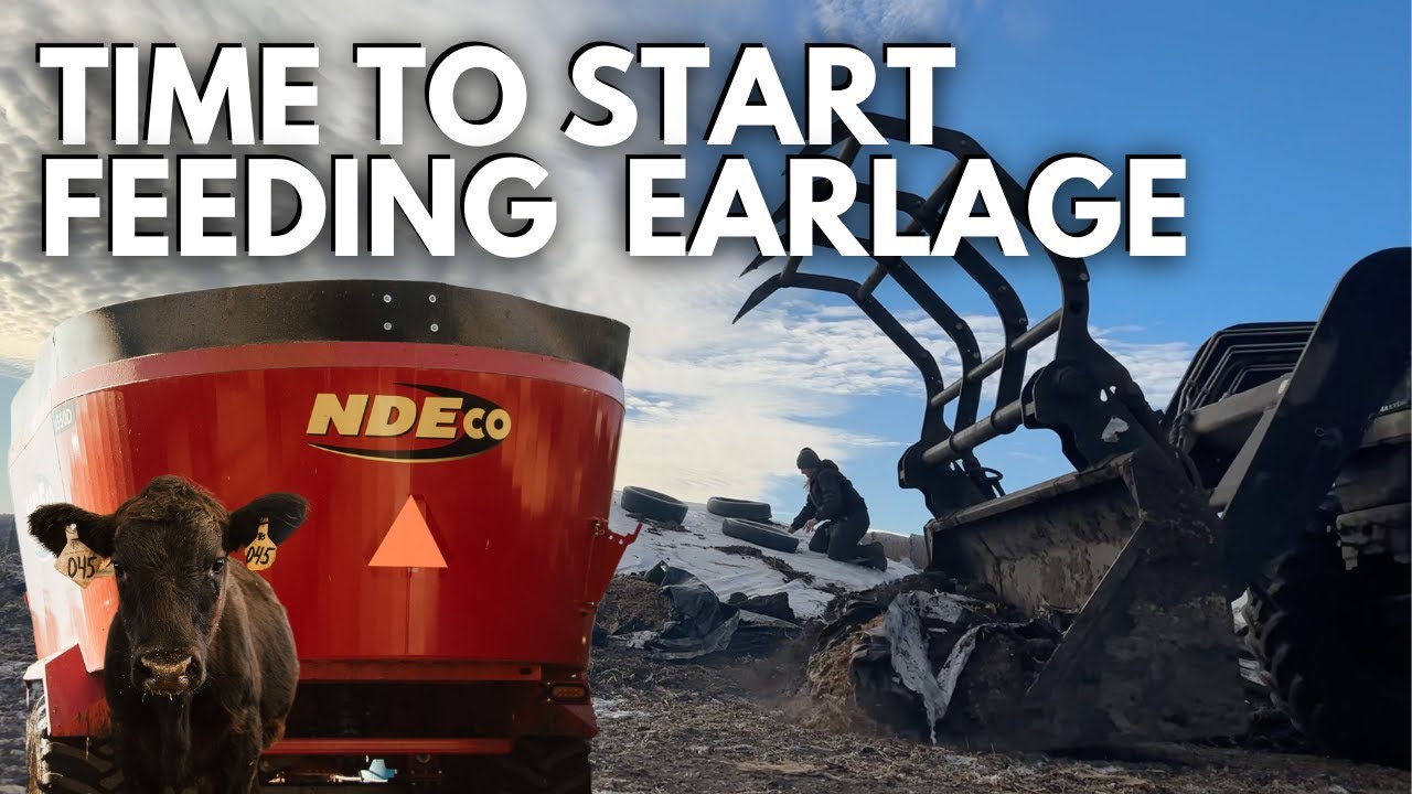 Поднимаем телят на откормочном участке + EARLAGE! | День из жизни 27-летнего фермера | Фермерский...