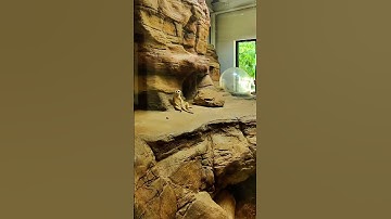 I think Meerkats are so cute and hilarious! #animals #shorts #meerkat #zoo #animals #funny #travel