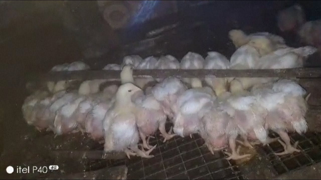 3 weeks old broiler chicken available for sales - YouTube