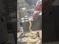 sausage filler sausage stuffer #cutter#sausagefiller#sausagestuffer#sausagelinker#sausageclipper