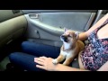 9 Week old Shiba Inu Puppies First Car Wash