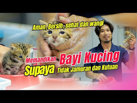 MEMANDIKAN BAYI KUCING USIA 3 MINGGU , BEGINI CARANYA