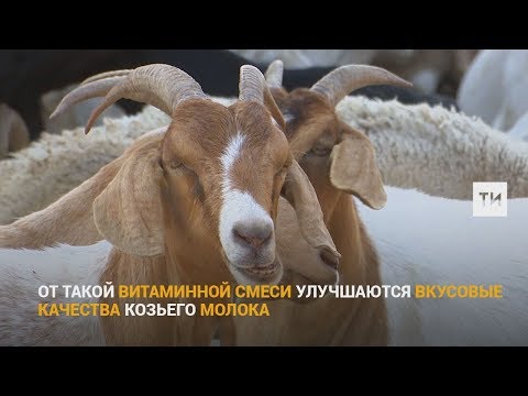 Избавляемся от новогодней елки: выбрасываем на свалку или отправляем на корм козам и кроликам?