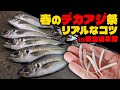【チャンス到来】春のデカアジ祭！釣果に繋がるリアルなコツ in東北日本海