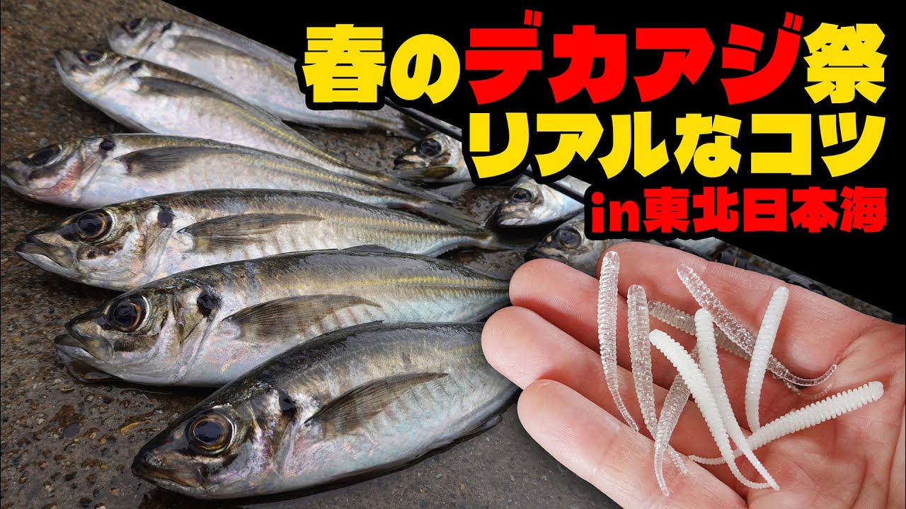 [Весенняя крупная ставрида] Реальные советы по ловле ставриды в Японии