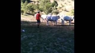 Monta e la mucca