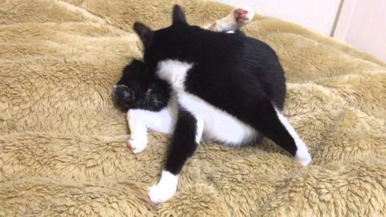 可愛い画像 産まれたての赤ちゃんを舐める母猫 newborn kitten