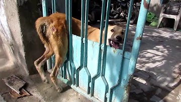 Giải cứu chú chó bị mắc kẹt ở cổng