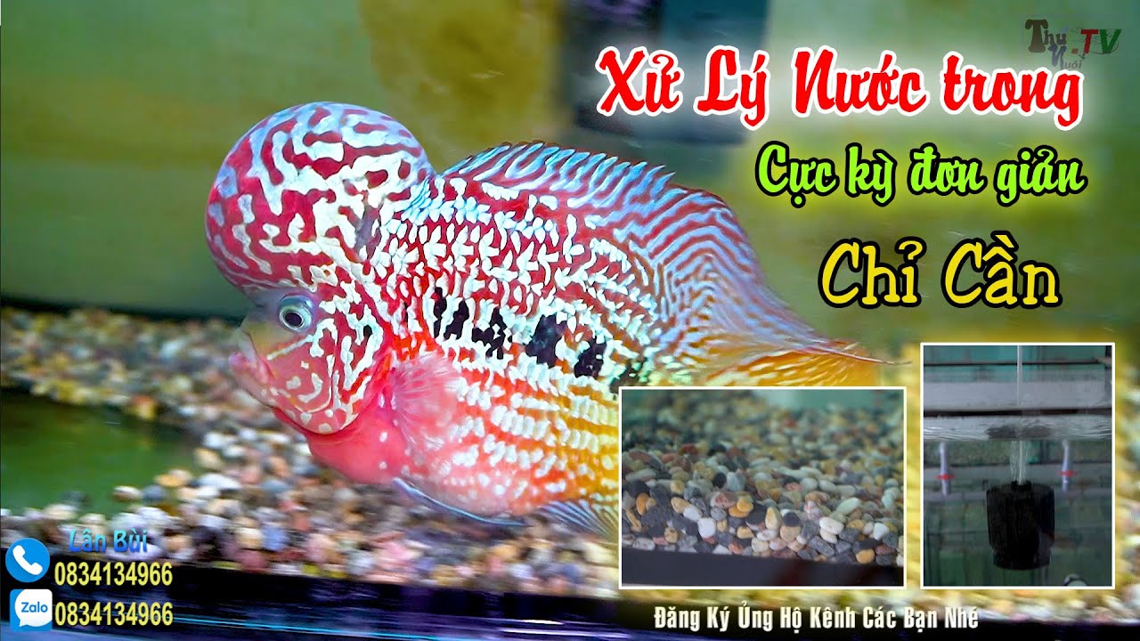 Xử Lý Nước Trong Hiệu Quả Khi Nuôi Cá La Hán : Cơ Sở... - youtube