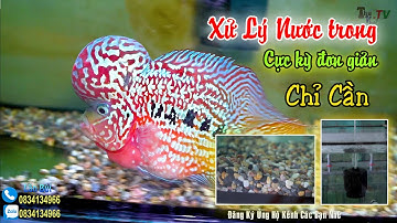 Xử Lý Nước Trong Hiệu Quả Khi Nuôi Cá La Hán : Cơ Sở Cá La Hán Lân Bùi