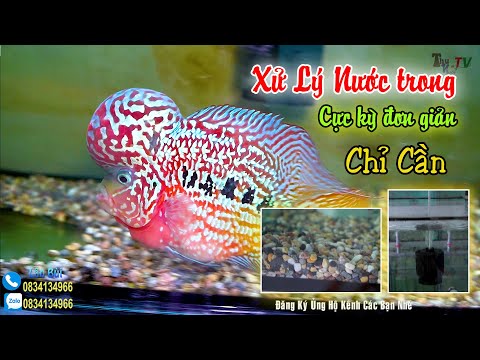 Video Xử Lý Nước Trong Hiệu Quả Khi Nuôi Cá La Hán : Cơ Sở... - youtube
