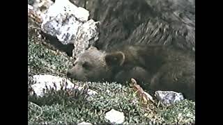 L'ours   film complet, 1988 Wealth