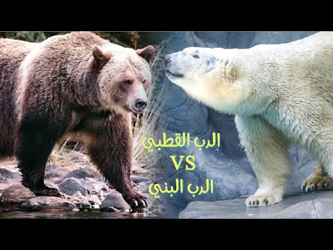علوم رابعة إبتدائي التخفي الدب القطبي الدب البني ثعلب الفنك