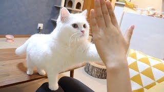 手を出すともふもふの手でハイタッチしてくれる猫！