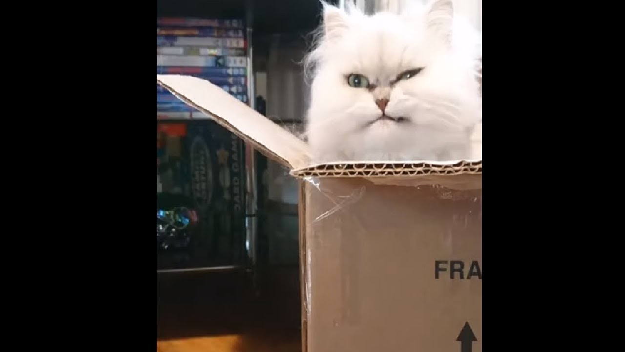 Cat Twitches When She Hears The Sound Of Sellotape YouTube