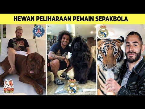 Video: Pemain Sepakbola Suka Anjingnya