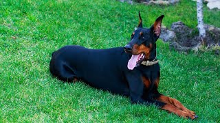 How do I groom my Doberman Pinscher s tail and nails?