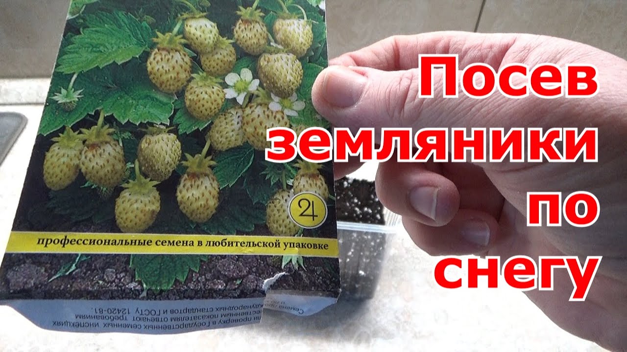 Рассада клубники в банке