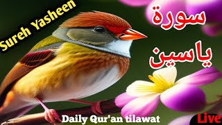 Daily Qur'an tilawat ll Yasheen sharif Arabic Racitation ll Daily tilawat Sureh Yasheen Arabic