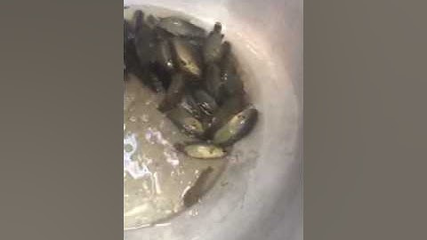 Cá rô đồng thi xã kiến tường