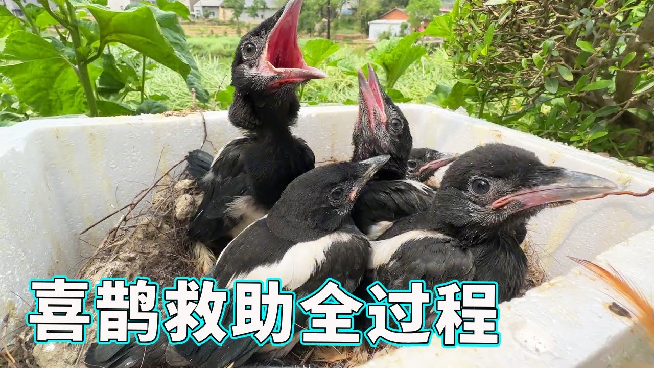 【喜鹊救助全过程】救了5只大嘴怪回家，除了吃就是睡，真为它们担心！【天下一场梦】