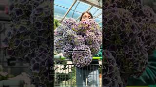 Ortensie rare e particolari a Verona #ortensia #garden #gardenintìg #giardinaggio #verona #piante