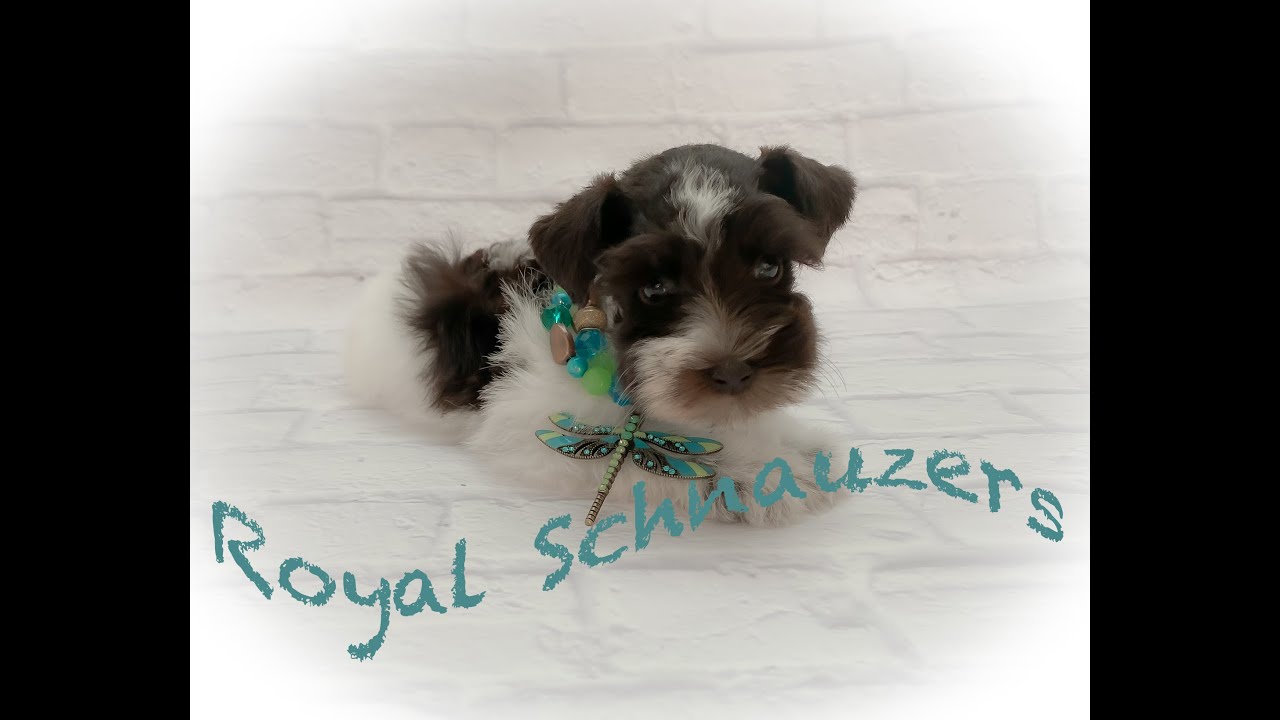 royal schnauzer