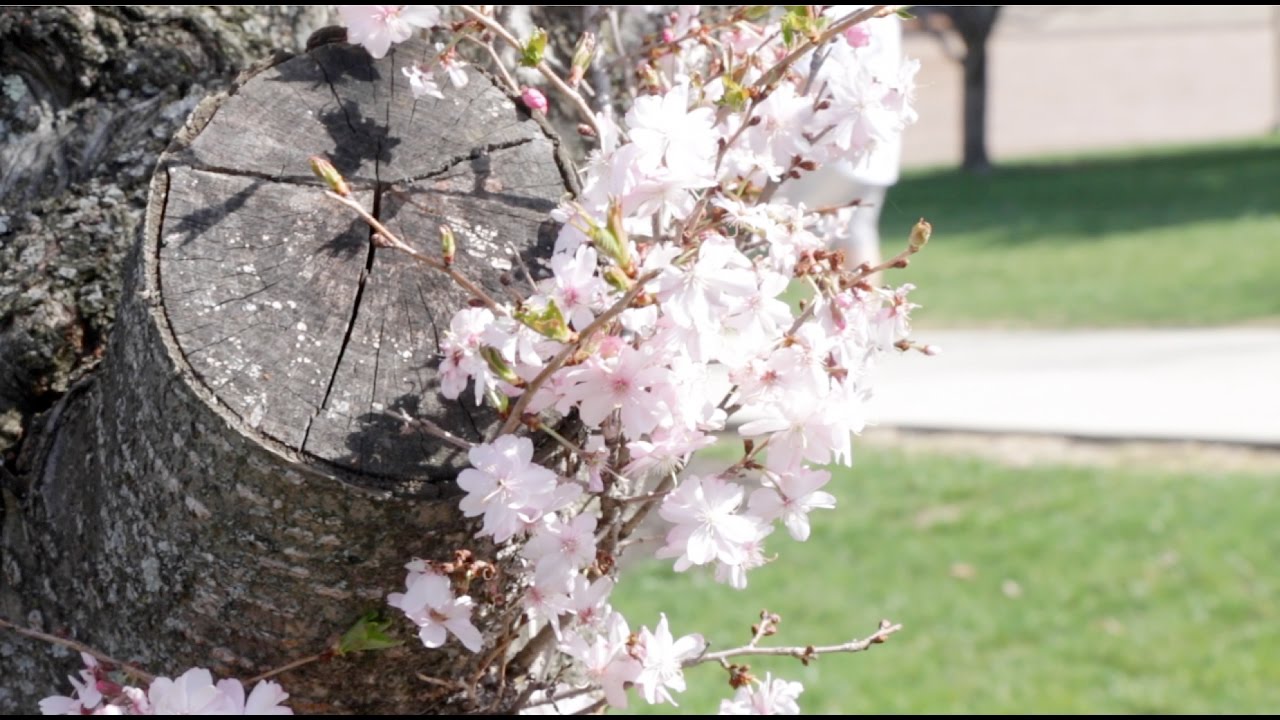 Spring 2017 Seasonal Songs Playlist - YouTube