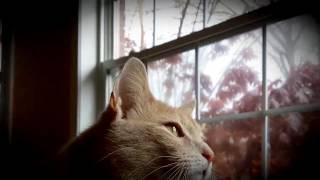 Pip, our orange tabby cat, chatters to birds