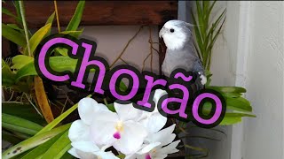 Chorão Como Está A Calopsita Que Chora? Parou De Chorar? A Calopsita Recuperou O Rabo?