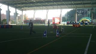 Kanna Jumping Round2 50Cm Class Japan Open Agility 2019 In Yame