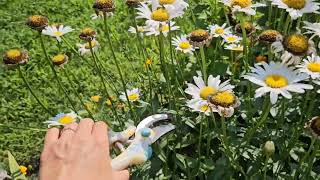 How to Care for Shasta Daisies and Get More Daisy Blooms