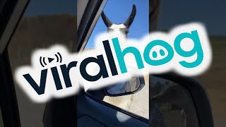 Sisters Take a Stressful Trip Through Drive-Thru Safari || ViralHog