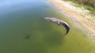 Big MONSTER alligators spotted by drone!