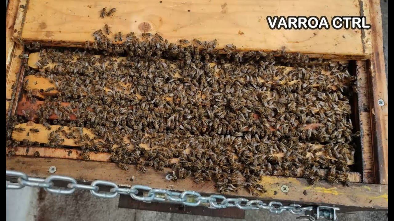 ΞΕΧΕΙΜΩΝΙΑΣΜΑ