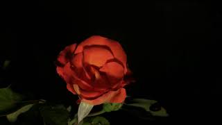 Red + orange rose timelapse